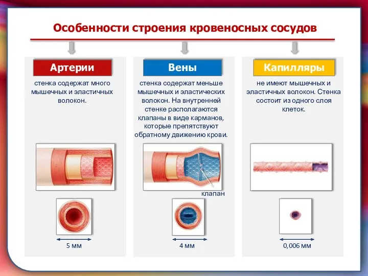 Клапан —, образованная складками его внутренней оболочки, обеспечивает однонаправленный ток