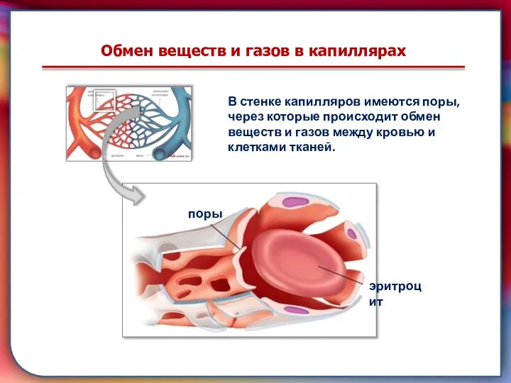 Клапан —, образованная складками его внутренней оболочки, обеспечивает однонаправленный ток