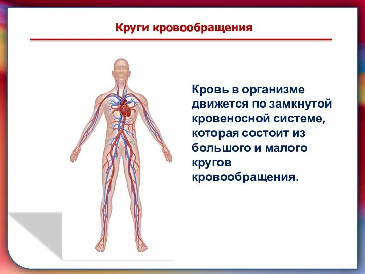 Клапан —, образованная складками его внутренней оболочки, обеспечивает однонаправленный ток