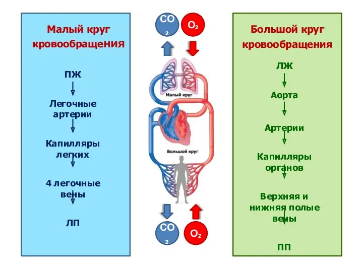 СО₂ О₂ СО₂ О₂ ПЖ Легочные артерии Капилляры легких 4