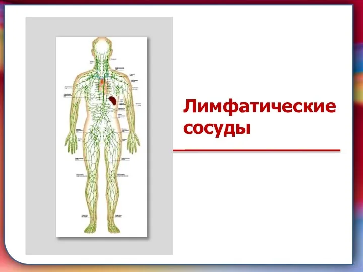 Клапан —, образованная складками его внутренней оболочки, обеспечивает однонаправленный ток