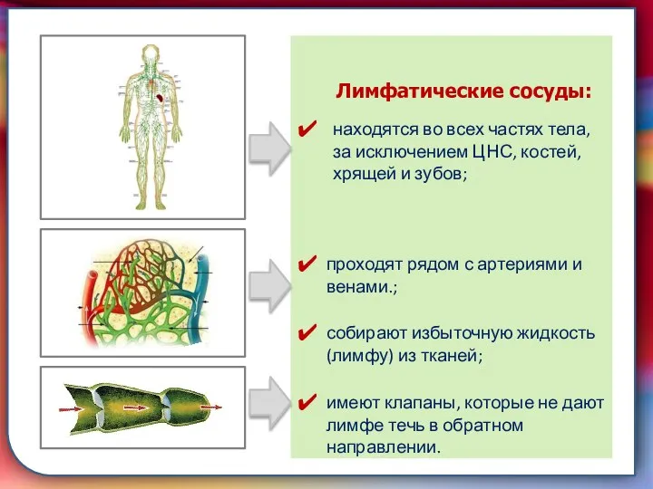 Клапан —, образованная складками его внутренней оболочки, обеспечивает однонаправленный ток