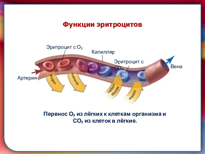 складками его внутренней оболочки, обеспечивает однонаправленный ток крови за счет