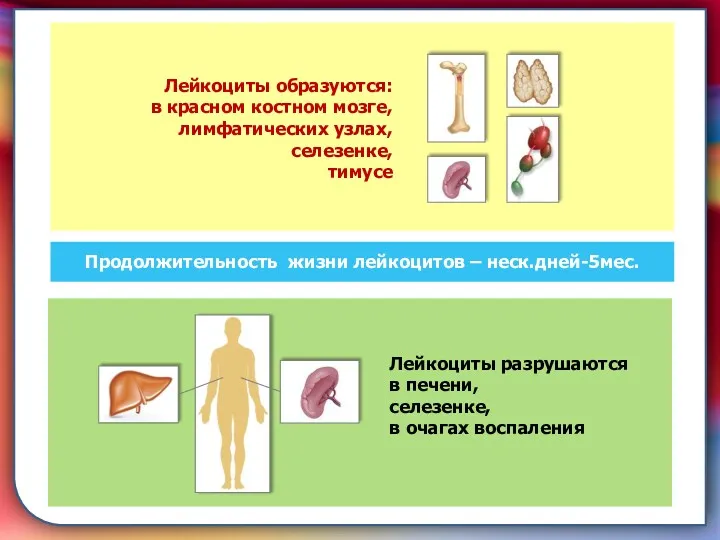 складками его внутренней оболочки, обеспечивает однонаправленный ток крови за счет