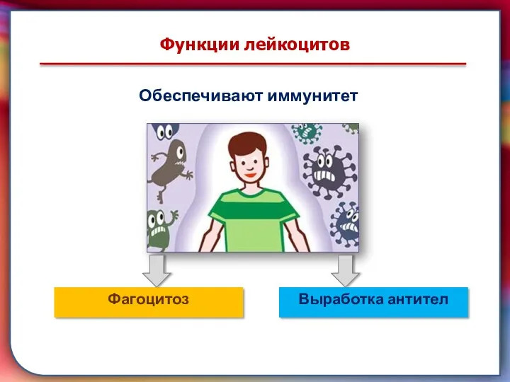 складками его внутренней оболочки, обеспечивает однонаправленный ток крови за счет