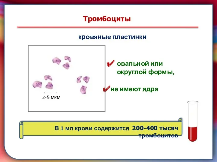 складками его внутренней оболочки, обеспечивает однонаправленный ток крови за счет