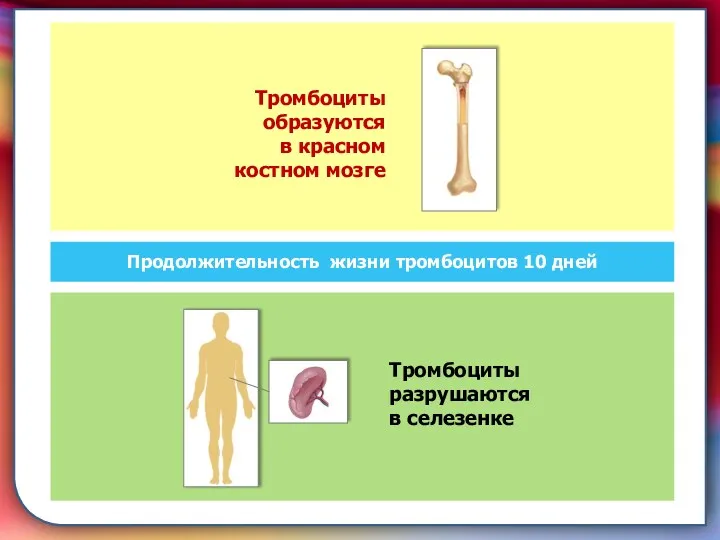 складками его внутренней оболочки, обеспечивает однонаправленный ток крови за счет