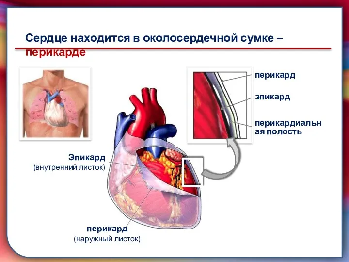 транспортировку питательных веществ, газов, гормонов и продуктов метаболизма к клеткам