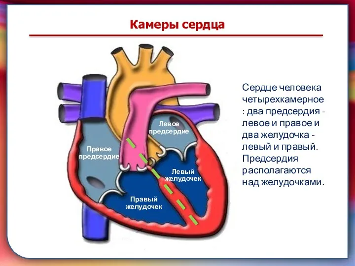 транспортировку питательных веществ, газов, гормонов и продуктов метаболизма к клеткам