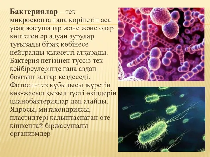 Бактериялар – тек микроскопта ғана көрінетін аса ұсақ жасушалар және