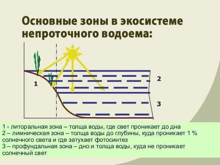 1 - литоральная зона – толща воды, где свет проникает