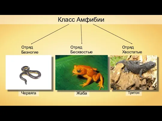 Тритон Класс Амфибии Отряд Безногие Отряд Хвостатые Отряд Бесхвостые Жаба Червяга