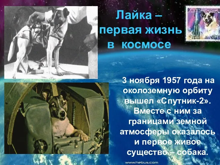 Лайка – первая жизнь в космосе 3 ноября 1957 года