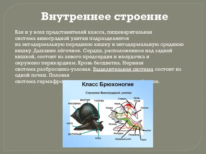 Внутреннее строение Как и у всех представителей класса, пищеварительная система