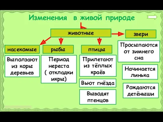 Изменения в живой природе животные насекомые рыбы птицы звери Выползают