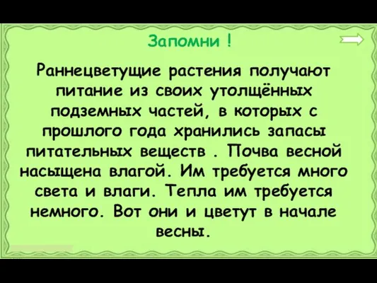 Раннецветущие растения получают питание из своих утолщённых подземных частей, в