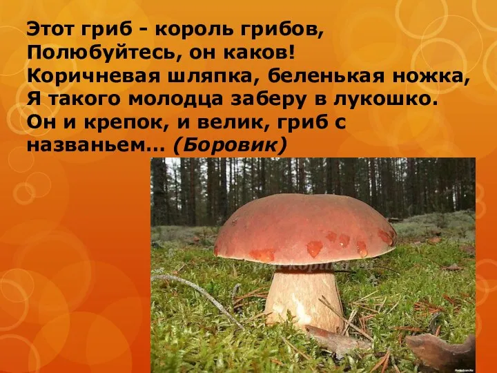 Этот гриб - король грибов, Полюбуйтесь, он каков! Коричневая шляпка,