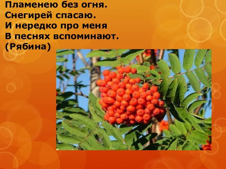 Пламенею без огня. Снегирей спасаю. И нередко про меня В песнях вспоминают. (Рябина)