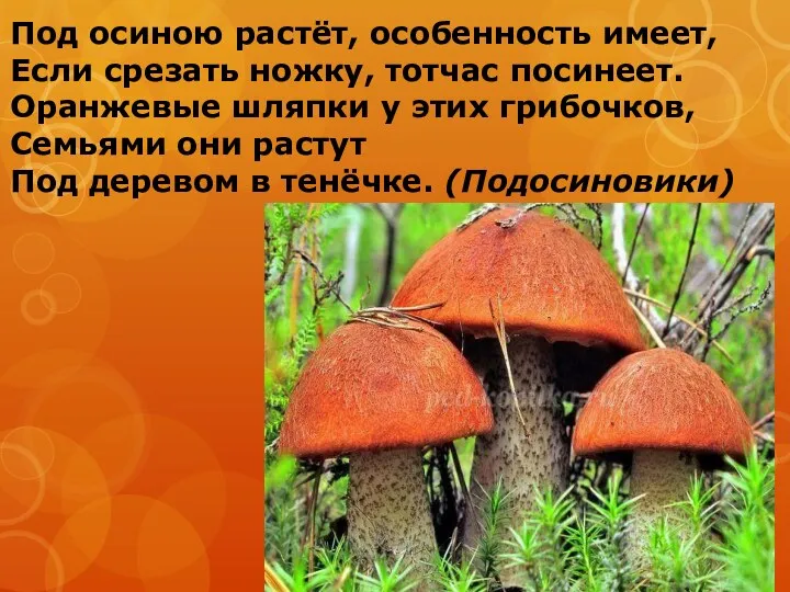 Под осиною растёт, особенность имеет, Если срезать ножку, тотчас посинеет.