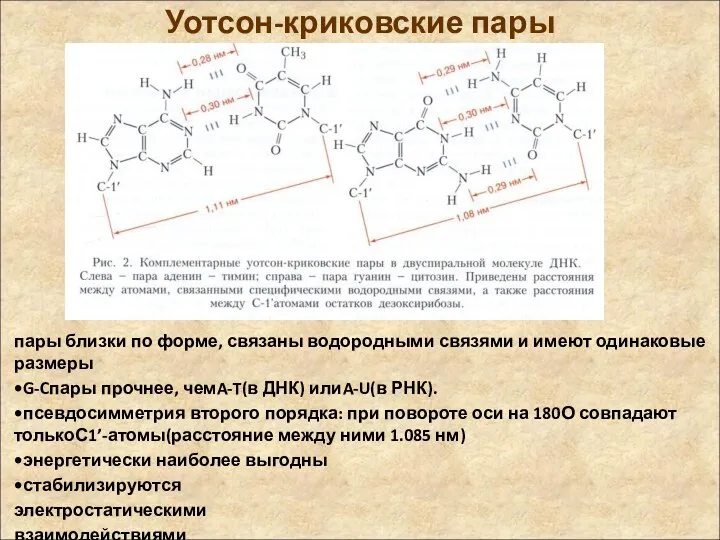 Уотсон-криковские пары пары близки по форме, связаны водородными связями и имеют одинаковые размеры