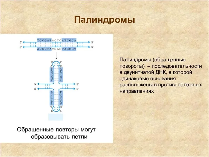 Палиндромы Палиндромы (обращенные повороты) – последовательности в двунитчатой ДНК, в которой одинаковые основания