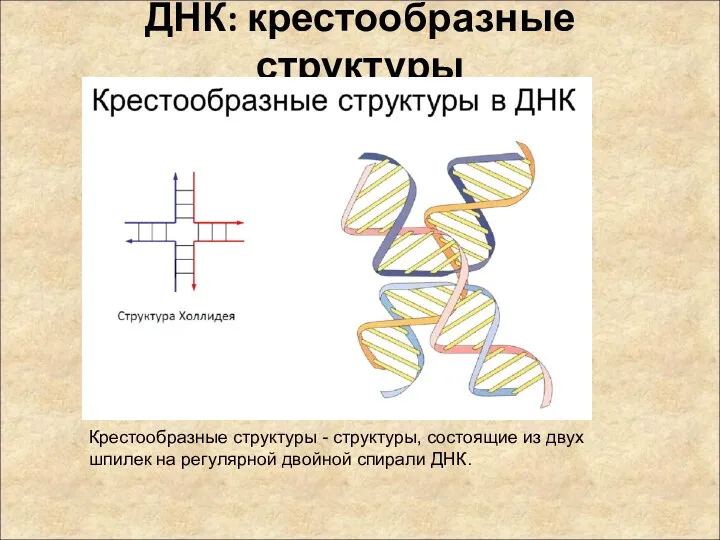 ДНК: крестообразные структуры Крестообразные структуры - структуры, состоящие из двух шпилек на регулярной двойной спирали ДНК.
