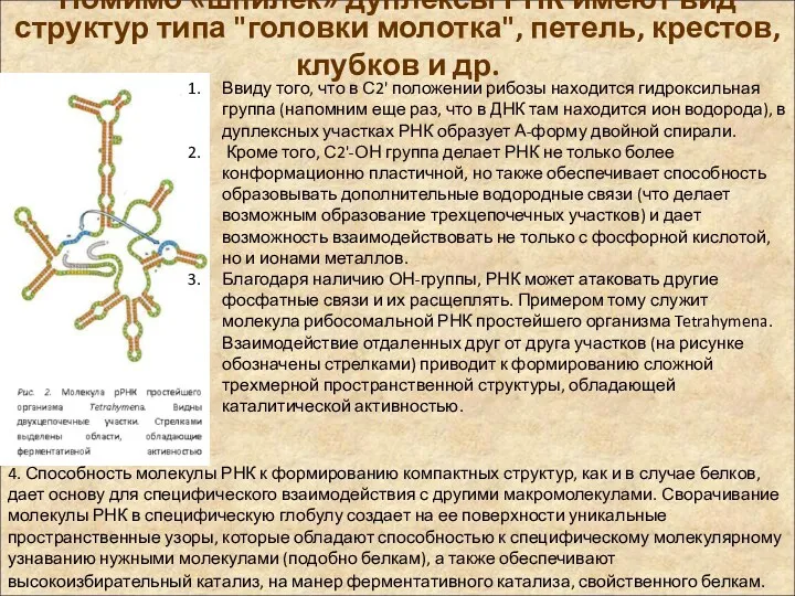 Помимо «шпилек» дуплексы РНК имеют вид структур типа "головки молотка", петель, крестов, клубков