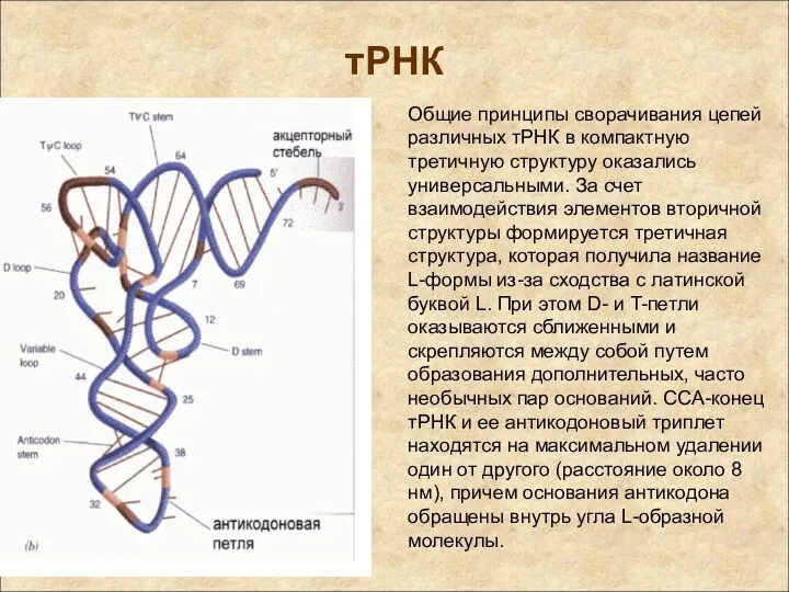 тРНК Общие принципы сворачивания цепей различных тРНК в компактную третичную структуру оказались универсальными.