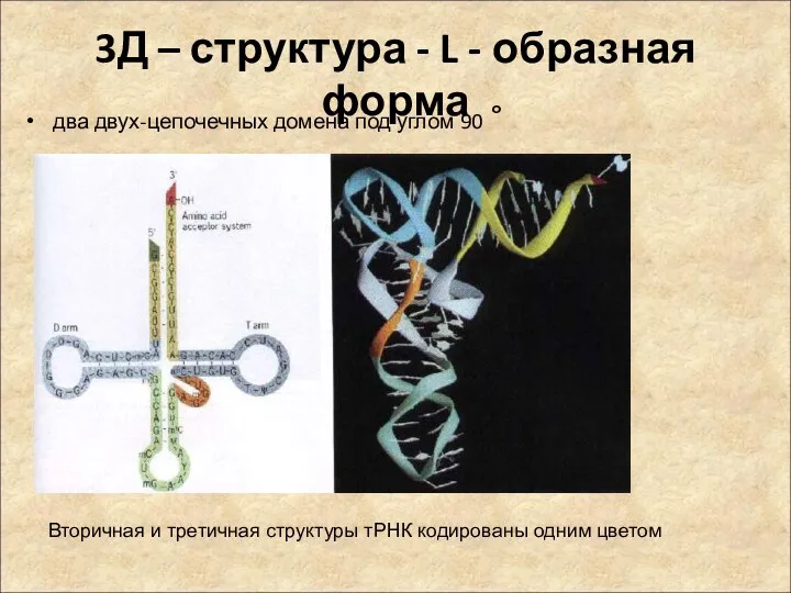 3Д – структура - L - образная форма два двух-цепочечных домена под углом