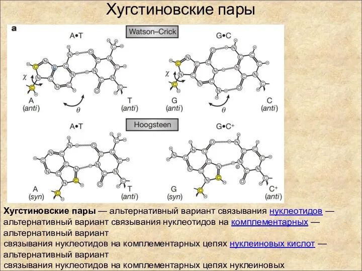 Хугстиновские пары Хугстиновские пары — альтернативный вариант связывания нуклеотидов — альтернативный вариант связывания