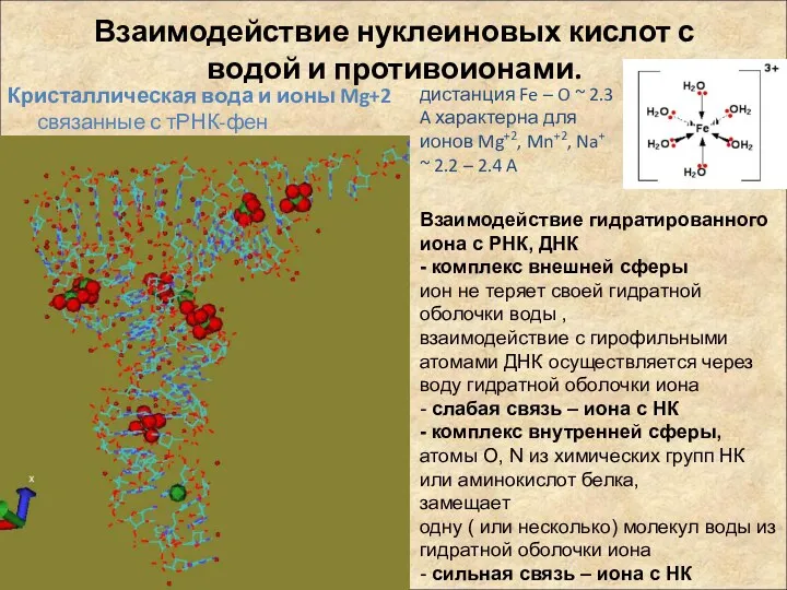 Взаимодействие нуклеиновых кислот с водой и противоионами. Кристаллическая вода и