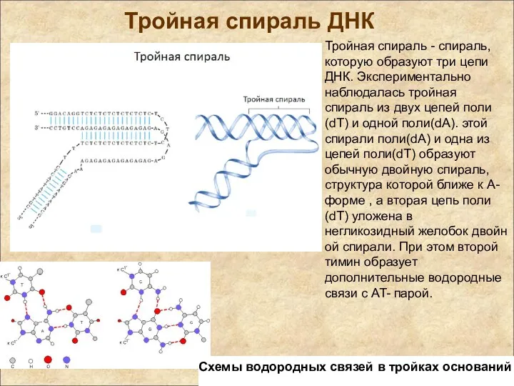 Тройная спираль ДНК Тройная спираль - спираль, которую образуют три цепи ДНК. Экспериментально