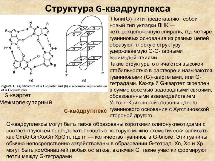 Структура G-квадруплекса G-квартет Межмолекулярный G-квадруплекс Поли(G)-нити представляют собой новый тип укладки ДНК —