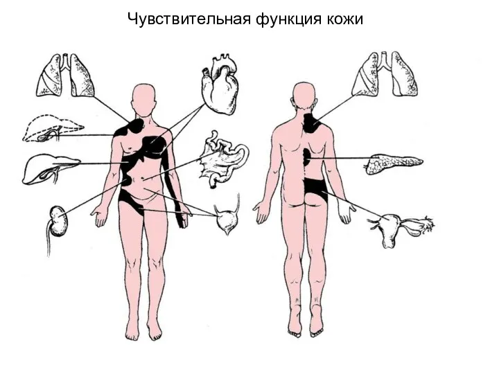 Чувствительная функция кожи