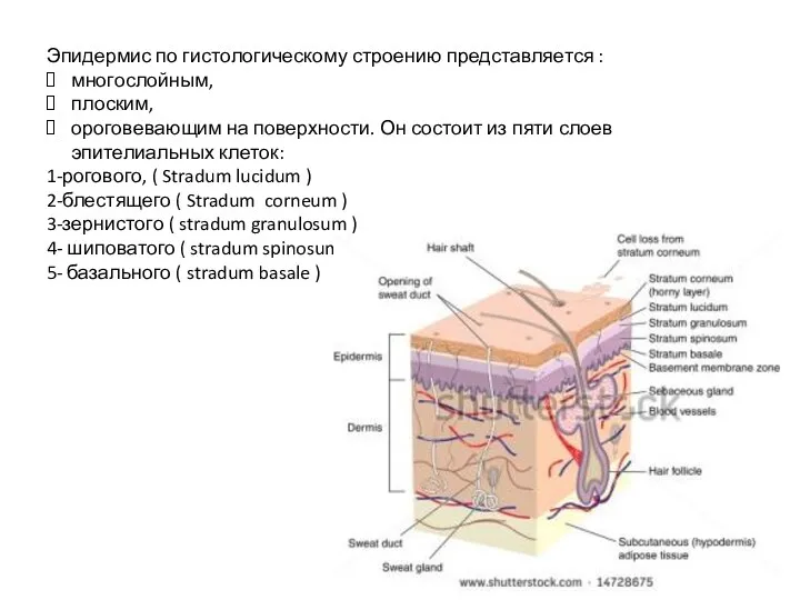 Эпидермис по гистологическому строению представляется : многослойным, плоским, ороговевающим на