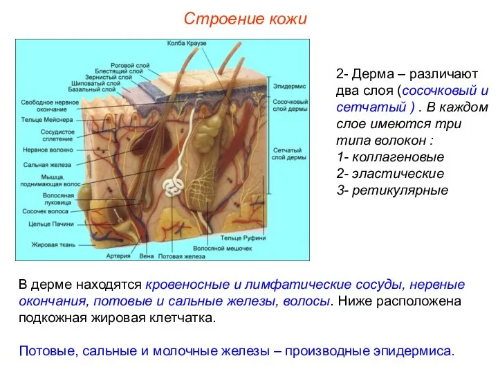 Строение кожи 2- Дерма – различают два слоя (сосочковый и