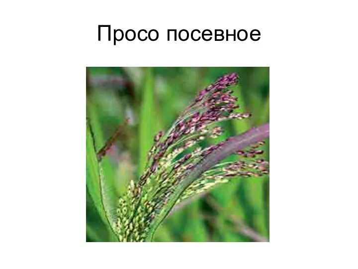 Просо посевное