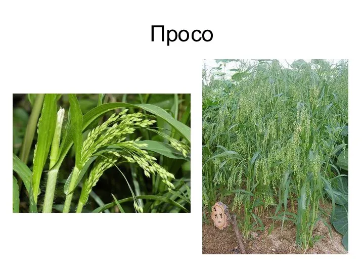 Просо