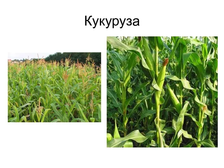 Кукуруза