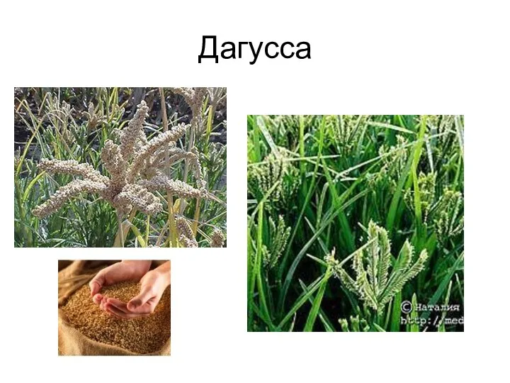 Дагусса