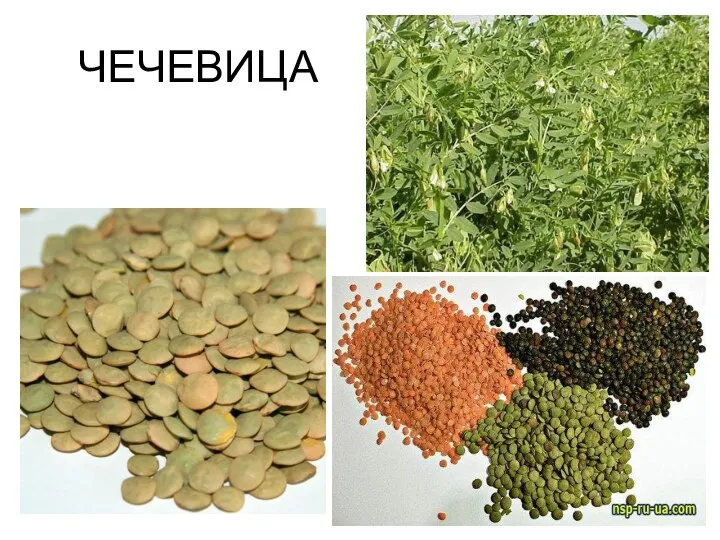 ЧЕЧЕВИЦА