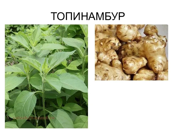 ТОПИНАМБУР