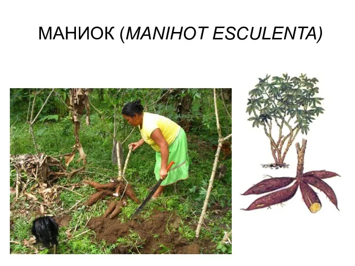 МАНИОК (MANIHOT ESCULENTA)