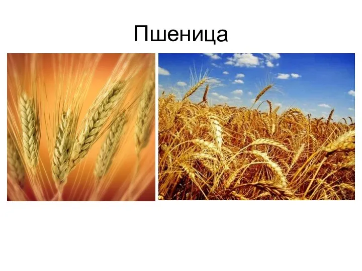 Пшеница