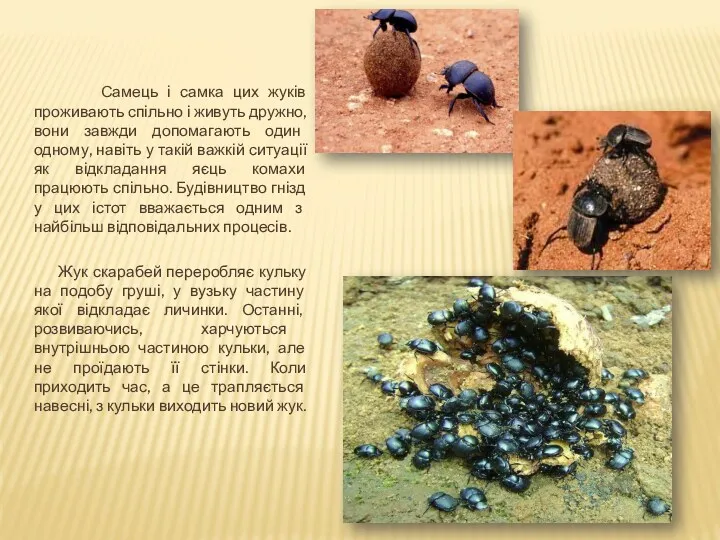 Самець і самка цих жуків проживають спільно і живуть дружно,