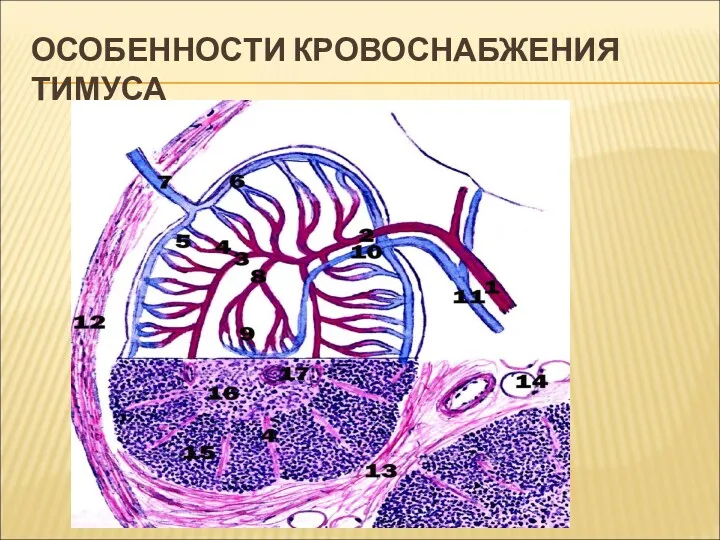 ОСОБЕННОСТИ КРОВОСНАБЖЕНИЯ ТИМУСА