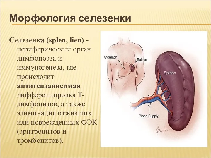 Морфология селезенки Селезенка (splen, lien) - периферический орган лимфопоэза и