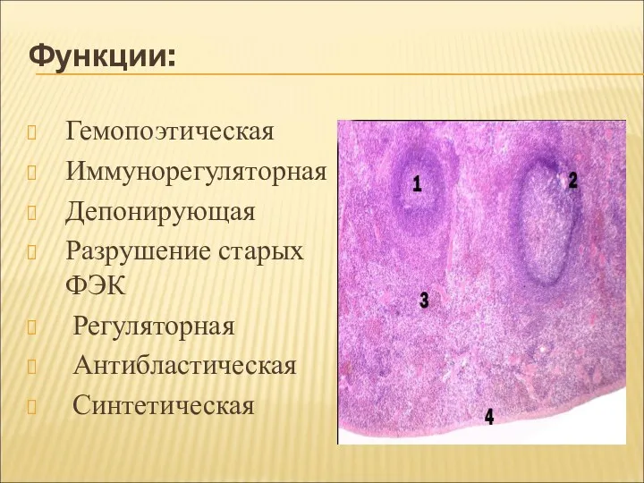Функции: Гемопоэтическая Иммунорегуляторная Депонирующая Разрушение старых ФЭК Регуляторная Антибластическая Синтетическая