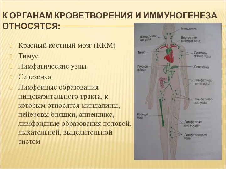 К ОРГАНАМ КРОВЕТВОРЕНИЯ И ИММУНОГЕНЕЗА ОТНОСЯТСЯ: Красный костный мозг (ККМ)