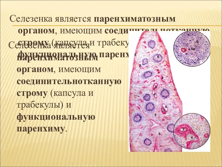 Селезенка является паренхиматозным органом, имеющим соединительнотканную строму (капсула и трабекулы)